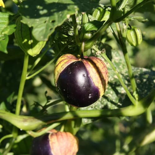 Purple Tomatillo Seeds – Heirloom, Non-GMO, High Germination Organic Garden Seeds