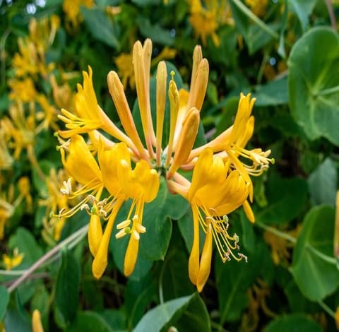 Yellow Lonicera Flower Seeds – Heirloom Non-GMO High Germination Organic Garden Seeds