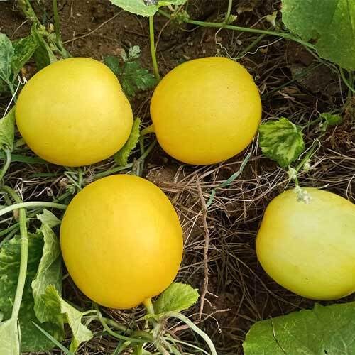 Gelbe Gurkensamen – Alte Sorte, gentechnikfrei, hohe Keimrate, Bio-Gartensamen zum Pflanzen