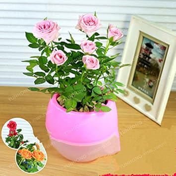 pinkroseflowerheirloomnongmo flower seeds