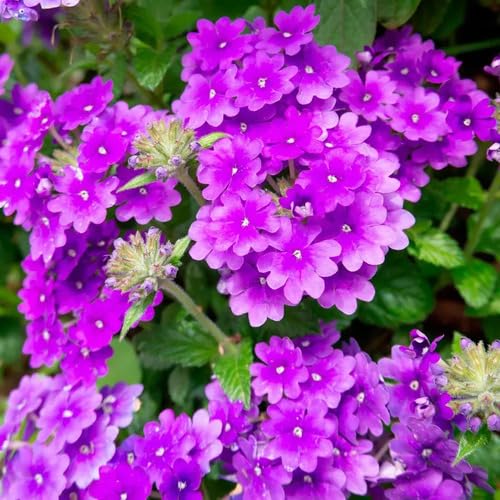 Lila Verbena Blumensamen – Alte Sorte, gentechnikfrei, hochkeimende Bio-Gartensamen zum Pflanzen