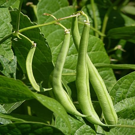 Green Bean Seeds – Heirloom, Non-GMO, High Germination Organic Garden Seeds Planting