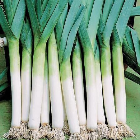 Leek – Heirloom, Non-GMO, High Germination Organic Garden Seeds Planting