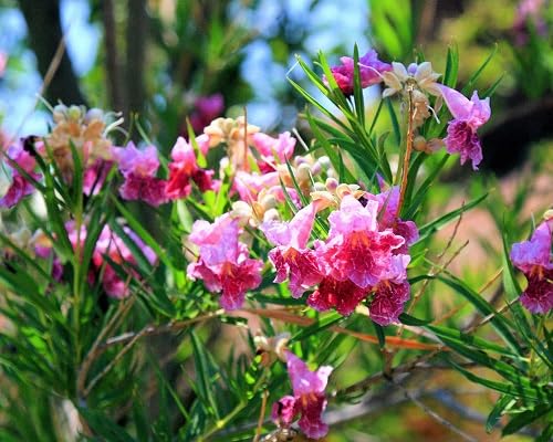 Rosa Wüstenweiden-Blumensamen – Alte Sorte gentechnikfrei hohe Keimfähigkeit Bio-Garten