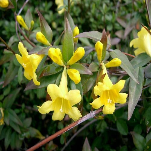 Yellow Jasmine Flower Seeds – Heirloom Non-GMO High Germination Seeds
