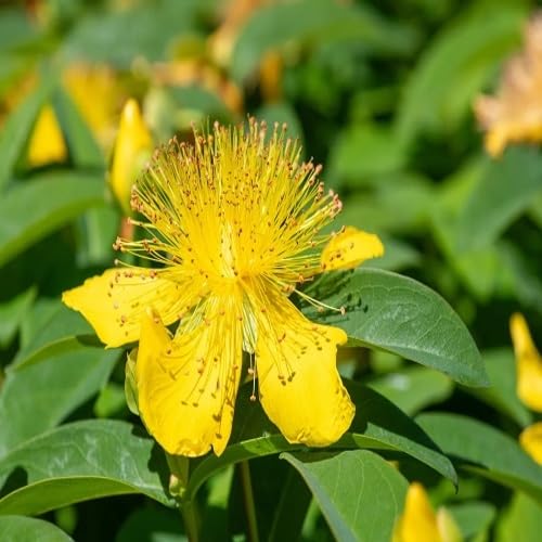 Yellow Hypericum Flower Seeds – Heirloom Non-GMO High Germination Organic Garden Seeds