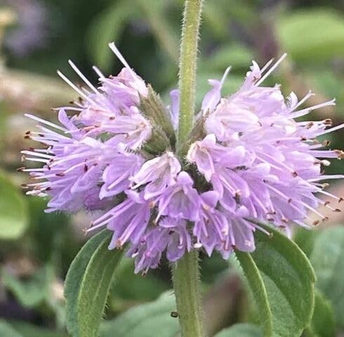 Semillas de flores de menta poleo morada – Herencia, sin OGM, semillas de jardín orgánicas de alta germinación para sembrar
