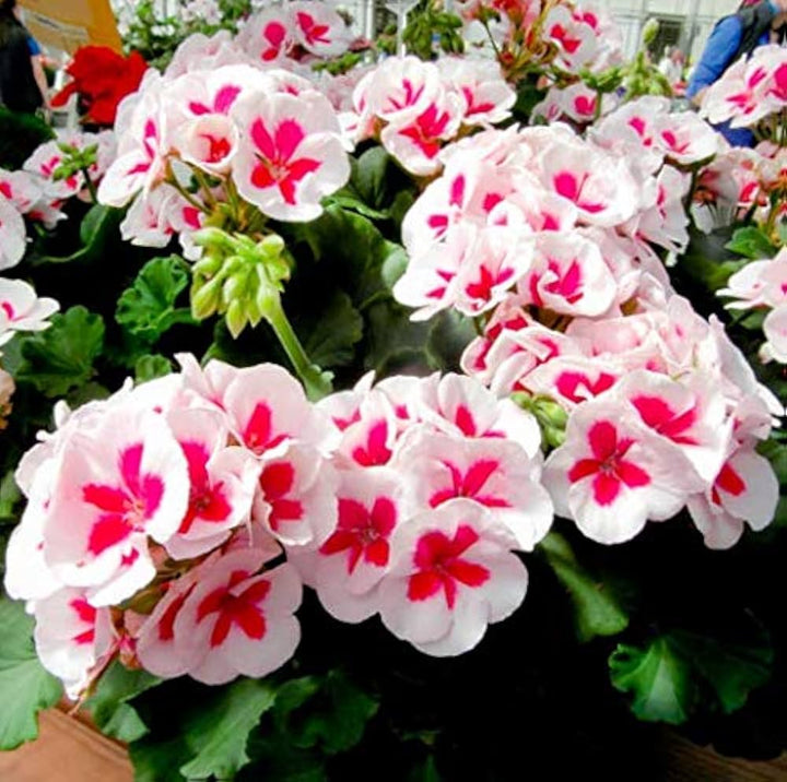 Red Geranium Seeds for Planting