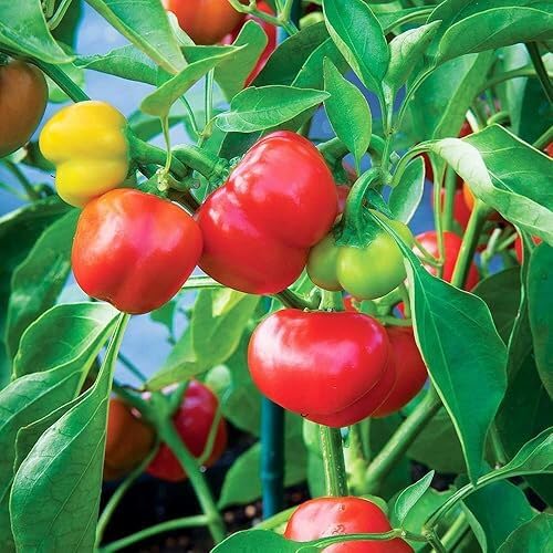 Red Rocoto Seeds – Heirloom, Non-GMO, High Germination Organic Garden Seeds Planting