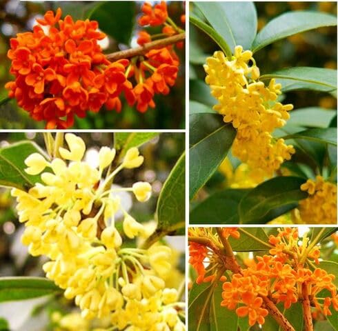 Mixed Osmanthus Flower Seeds – Heirloom Non-GMO High Germination Seeds