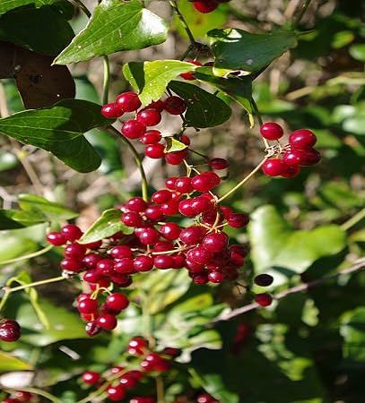 Sarsaparilla Seeds – Heirloom, Non-GMO, High Germination Organic Garden Seeds