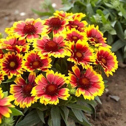 Red Yellow Gaillardia Flower Seeds Heirloom Non-GMO High Germination Organic Garden Seeds for Planting