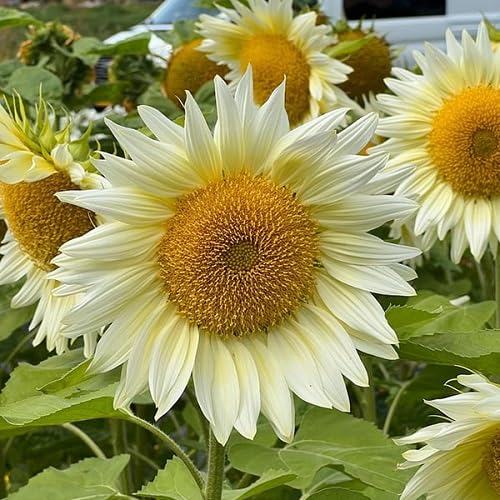 Sunflower Flower Seeds – Heirloom, Non-GMO, High Germination Organic Garden Seeds for Planting