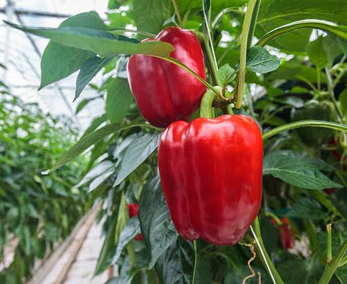 Boldog Hungarian Spice Paprika Seeds – Heirloom, Non-GMO, High Germination Organic Garden Seeds Planting