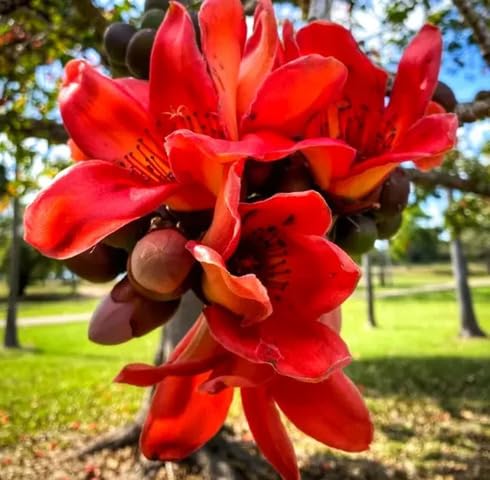 Red Ceiba Flower Seeds – Heirloom, Non-GMO, High Germination Organic Garden Seeds for Planting Seeds for Planting