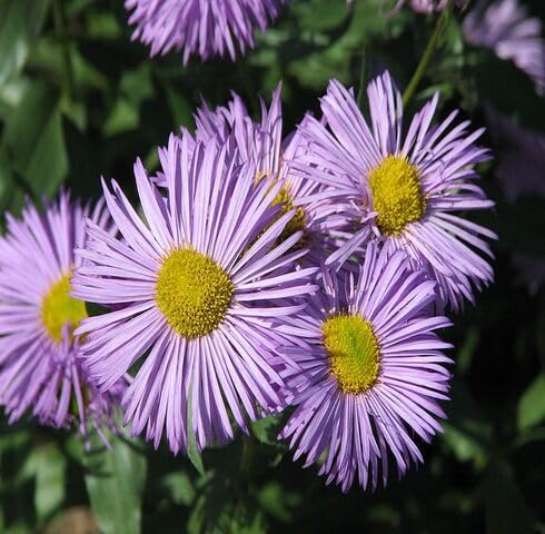 Purple Erigeron Perennial Flower Seeds – Heirloom, Non-GMO, High Germination Organic Garden Seeds for Planting