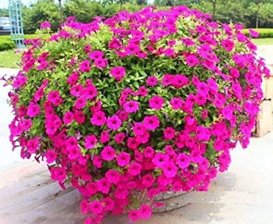 mixed petunia flower seeds