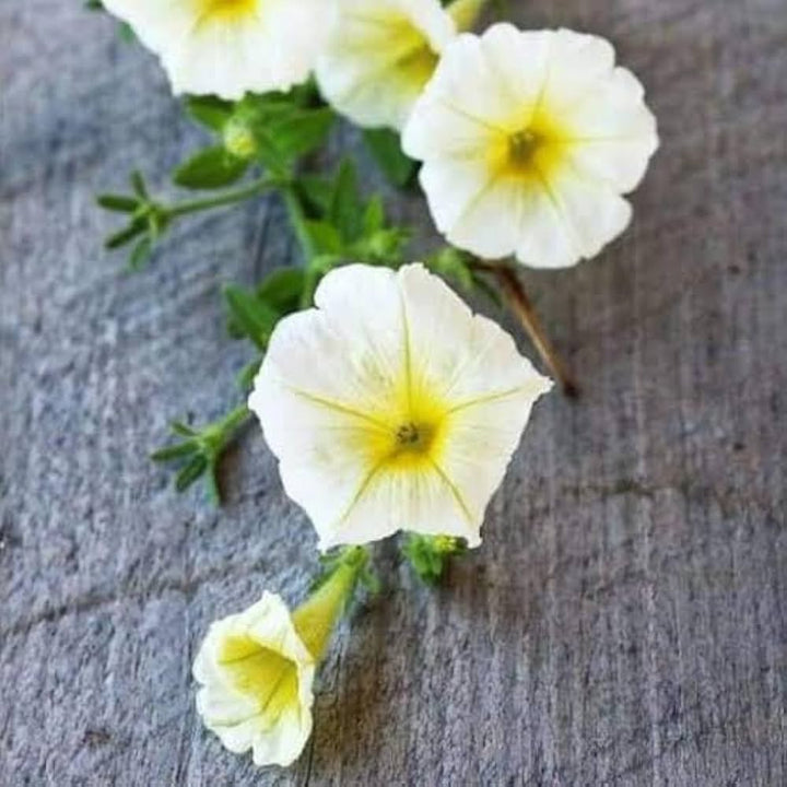 Light Yellow Petunia Flower Seeds – Heirloom, Non-GMO, High Germination Organic Garden Seeds for Planting