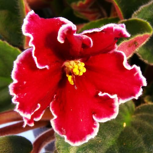 Saintpaulia Ionantha Flower Seeds Red – Heirloom Non-GMO High Germination Organic Garden Seeds