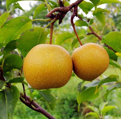 Yellow Pear Seeds – Heirloom, Non-GMO, High Germination Organic Garden Seeds