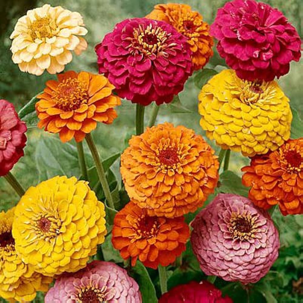 rainbow dahlia flower seeds