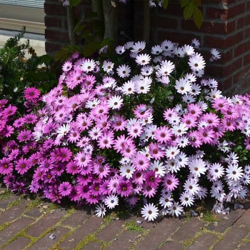 Osteospermum Flower Seeds – Heirloom, Non-GMO, High Germination Organic Garden Seeds for Planting