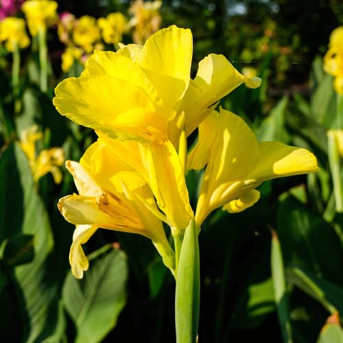 Yellow New Fresh Canna Flower Seeds – Heirloom, Non-GMO, High Germination Organic Seeds