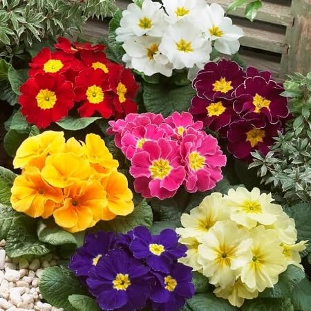 Primrose Double Petals Flower Seeds Mixed – Heirloom, Non-GMO, High Germination Organic Garden Seeds for Planting