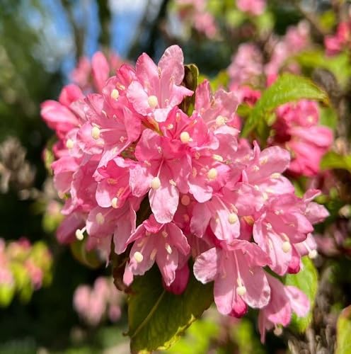 New Weigela Flower Seeds – Heirloom Non-GMO High Germination Organic Garden Seeds for Planting