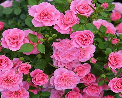 Giant Rose Flower Seeds Pink – Heirloom, Non-GMO, High Germination Organic Garden Seeds for Planting