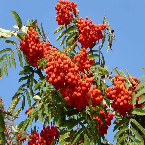 Red Sorbus Aucuparia Seeds Heirloom Non-GMO High Germination Organic Garden Seeds for Planting