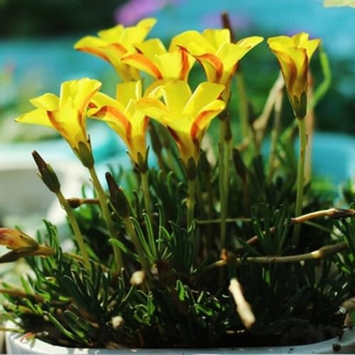 oxalis versicolor heirloom non-gmo seeds