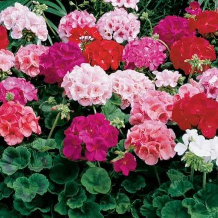 Multicolor Geranium Flower Seeds for Planting