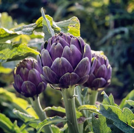 Purple Artichoke Seeds – Heirloom, Non-GMO, High Germination Organic Garden Seeds Planting