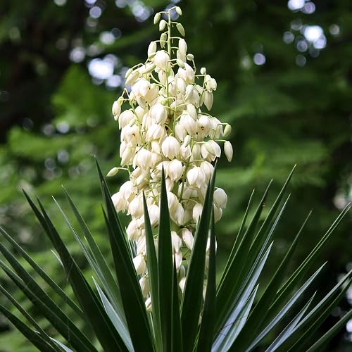 White Yucca Flower Seeds for Planting | Heirloom Non-GMO High Germination Organic