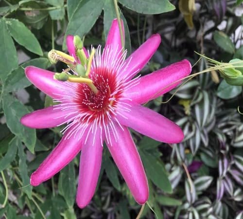 Pink Passion Flower Seeds – Heirloom, Non-GMO, High Germination Organic Garden Seeds for Planting