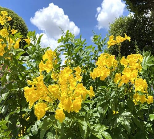 yellow esperanza flower seeds
