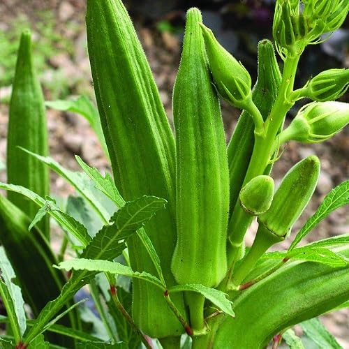 Semillas de Okra Verde – Variedad tradicional, sin transgénicos, alta germinación para jardín orgánico