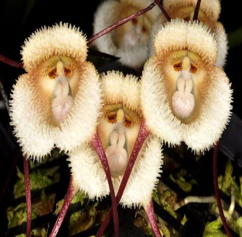 White Dracula Simia Flower Seeds Heirloom Non-GMO High Germination Organic Garden Seeds for Planting