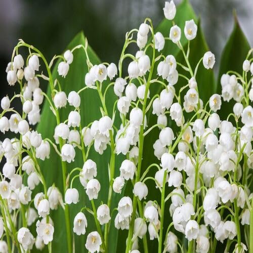 white lily flower seeds