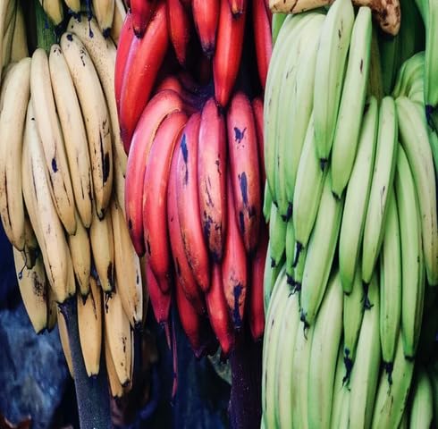 Mixed Banana Seeds – Heirloom, Non-GMO, High Germination Organic Garden
