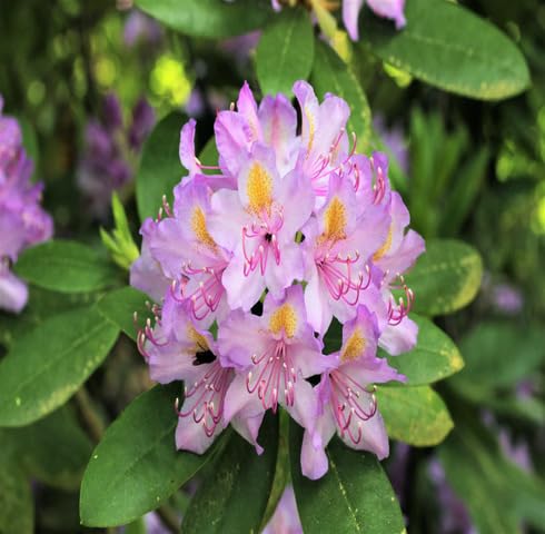 Violette Rhododendron Azaleen Blumensamen zum Pflanzen – Alte Sorte gentechnikfrei hohe Keimrate Bio Garten Samen
