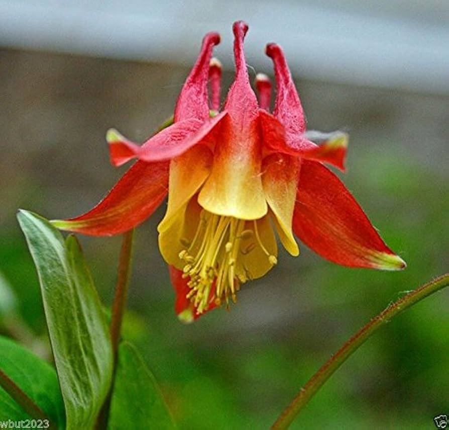 red columbine flower seeds