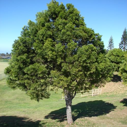 greenpinetreeheirloomnongmo flower seeds