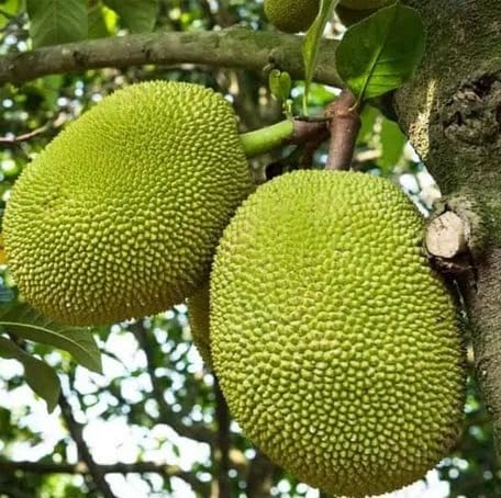 Green Jackfruit Seeds – Heirloom, Non-GMO, High Germination Organic Garden Seeds