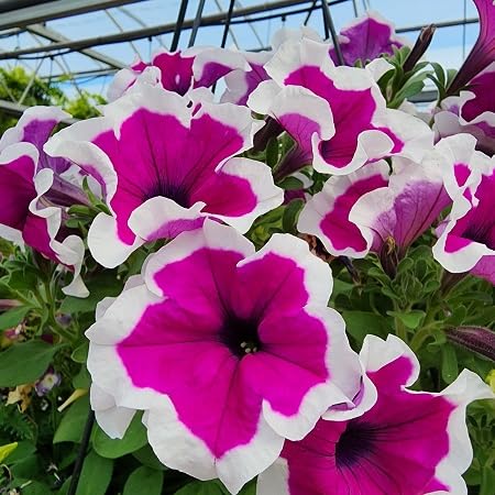 Petunia Flower Seeds Pink White – Heirloom Non-GMO High Germination Organic Garden Seeds for Planting