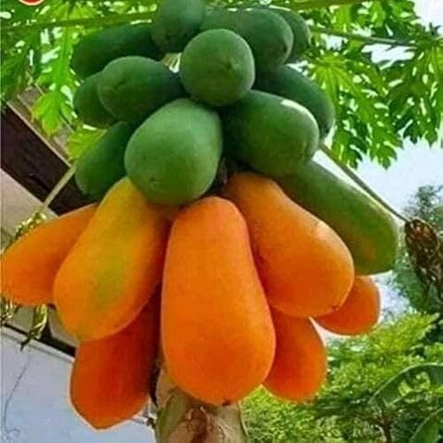 Green Orange Papaya Seeds Heirloom Non-GMO High Germination Organic Garden Seeds for Planting
