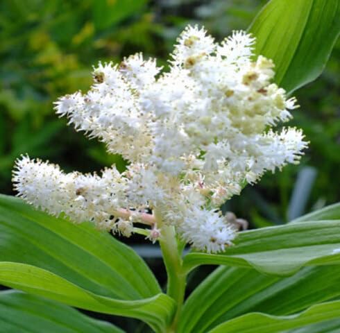 White Maianthemum Flower Seeds for Planting Heirloom Non-GMO High Germination Organic Garden Seeds