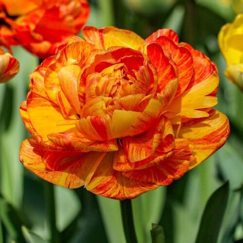 Sunlover Tulip Flower Seeds Heirloom Non-GMO High Germination Organic Garden Seeds for Planting