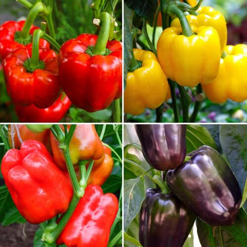 Mixed Capsicum Seeds – Heirloom, Non-GMO, High Germination Organic Garden Seeds Planting